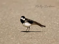 Rouwkwikstaart [Motacilla alba yarrellii]